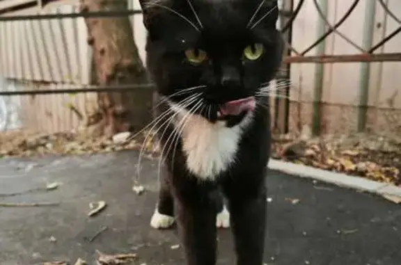 Кот найден: Самарская ул, 3 с1, Москва