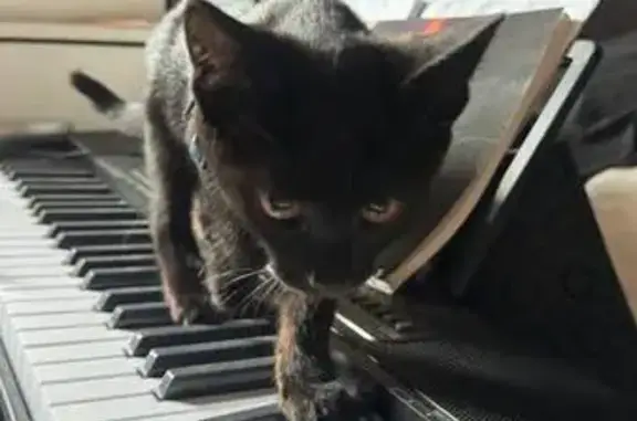 Кошки потеряшки, Ивантеевка, фото: Потеряшка кошка, Дзержинского 15, Ивантеевка