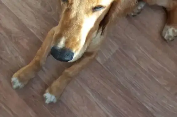 Найдена собака, Сахалинская область, фото: Собака найдена на Кубанской улице