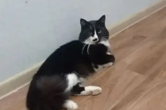 Пропала кошка, ул. Горького 137, Мостовской