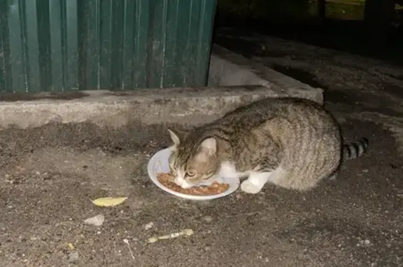 Найдена кошка, Пушкино, фото: Кошка найдена на ул. Тургенева, 18, Пушкино
