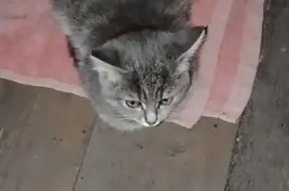 Кошка найдена: Камышинская 3а/3, Кемерово