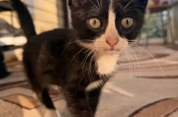 Котенок найден: ул. Щербакова, Тюмень