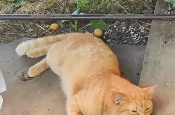 Кошка найдена, Уриковское СП, Иркутская обл.