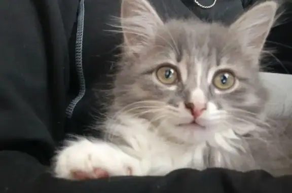 Кошки потеряшки, Покров, фото: Потеряшка кошка, Больничный проезд 2, Покров