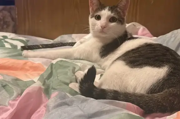 Кошки потеряшки, Тюневское, фото: Потеряшка кошка, 18-я ул., Тюневское СП