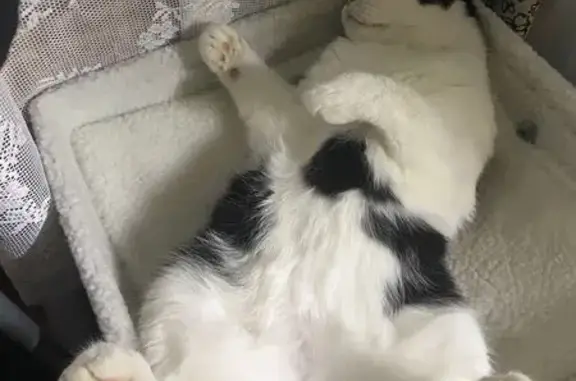 Пропал кот, ул. Полторацкого, 62, Омск