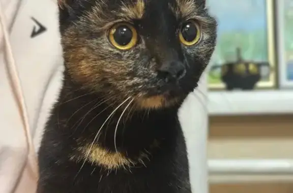 Найдена кошка, Иркутск, фото: Кошка найдена: ул. А. Невского, 71, Иркутск