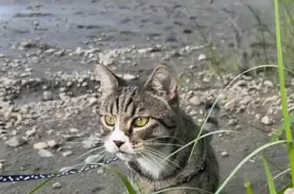 Пропала кошка, Кимильтейское поселение