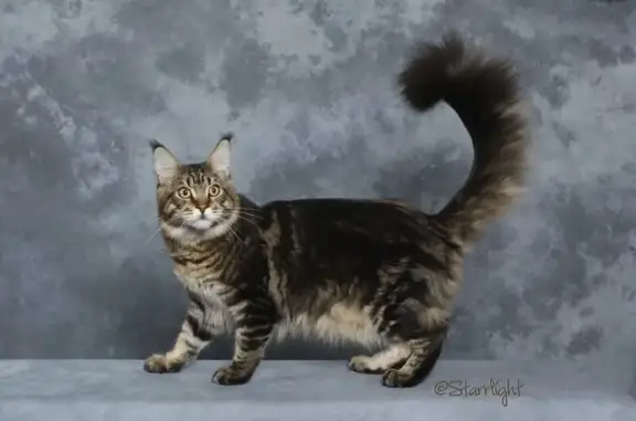 Пропала кошка, ул. Оплеснина, 22, Сосногорск