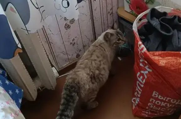 Найдена кошка, Ижевск, фото: Найдена кошка в Раздельном переулке, Ижевск