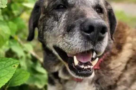 Найдена собака, Красный Бор, фото: Собака найдена: 41К-831, Красный Бор