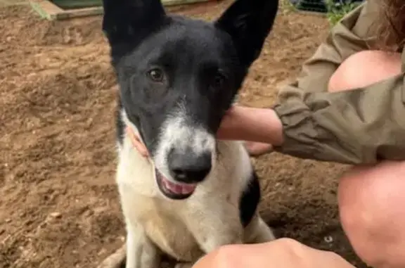 Собака найдена у Куйбышева 101, Пермь