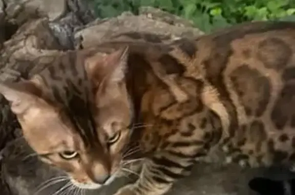 Найдена кошка, Симферополь, фото: Кошка найдена: Набережная, 46, Симферополь