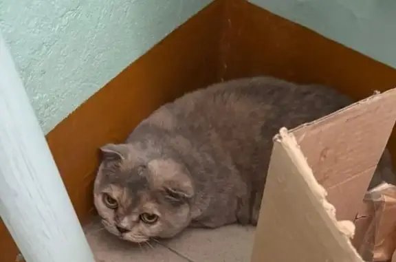 Найдена кошка, , фото: Кошка найдена: Пенза, пр. Строителей, 64