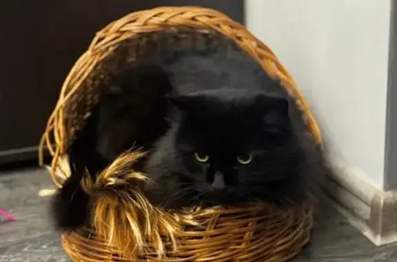 Кошки потеряшки, Юрга, фото: Потеряшка кошка, ул. Чехова, 35, Юрга