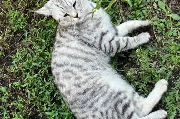 Кот найден, ул. Майская, 3, Грабово - photo