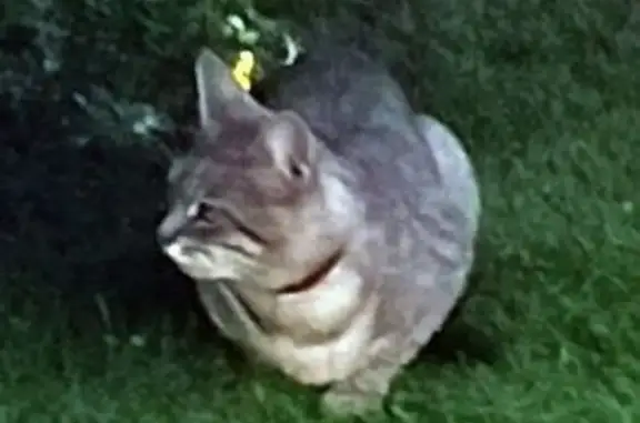 Найдена кошка, Толмачево, фото: Кошка найдена на Центральной, Толмачево