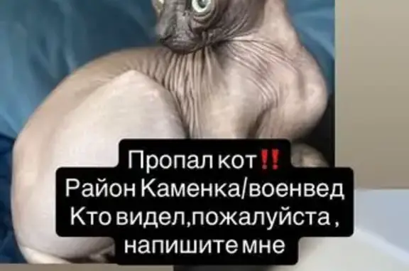 Пропал кот сфинкс, Иловайская 64, Ростов