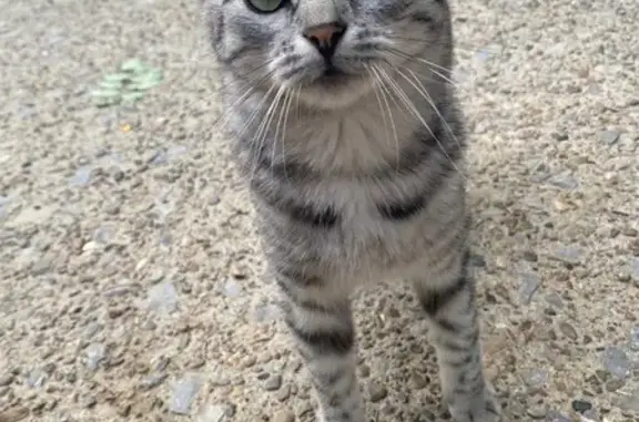 Кот найден на ул. Горького, 1, Волжский