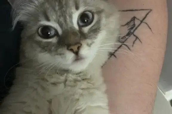 Кошки потеряшки, Прокопьевск, фото: Потеряшка кошка Анфиса, Институтская 48