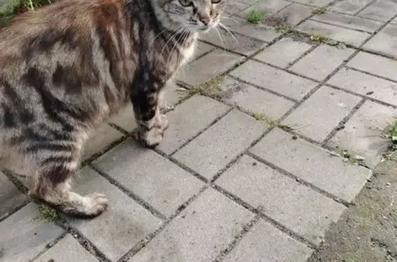 Найдена кошка, Петергоф, фото: Кошка найдена: Привокзальная пл., 7, Петергоф