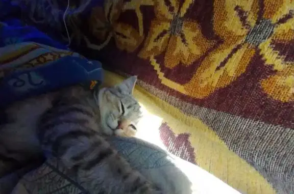 Пропала кошка, Челябинск, Комсомольский пр.