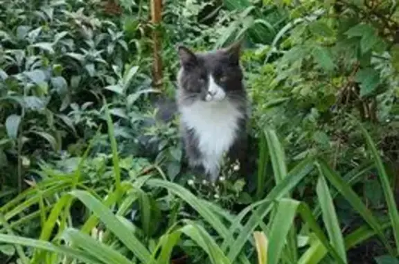 Кошка найдена на Орловской 24А, Брянск