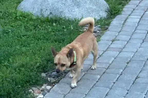 Найдена собака, Суздаль, фото: Собака найдена на ул. Ленина, 45, Суздаль