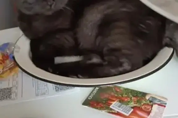 Кошки потеряшки, Тюмень, фото: Потеряшка кошка, Велижанский тракт, 22