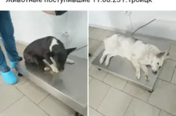 Найдена собака, Челябинск, фото: Собака найдена: пр. Ленина, Челябинск