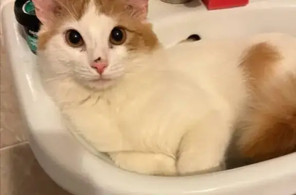 Кошки потеряшки, Волгоград, фото: Потеряшка кошка, Менделеева 139/22, Волгоград