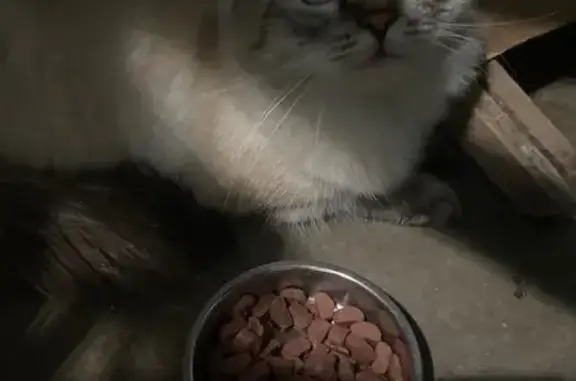 Кошка найдена: ул. Западная 3а, Красноярск