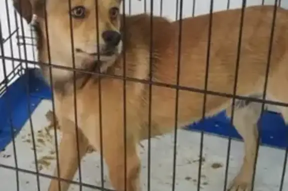 Найдена собака, Челябинск, фото: Собака найдена: пр. Ленина, Челябинск