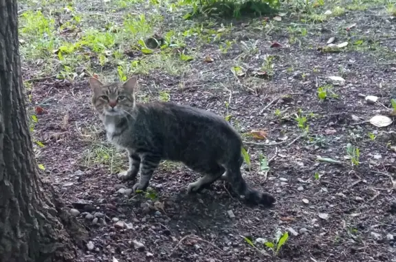 Найдена кошка, Уфа, фото: Кошка найдена на ул. Рихарда Зорге, Уфа