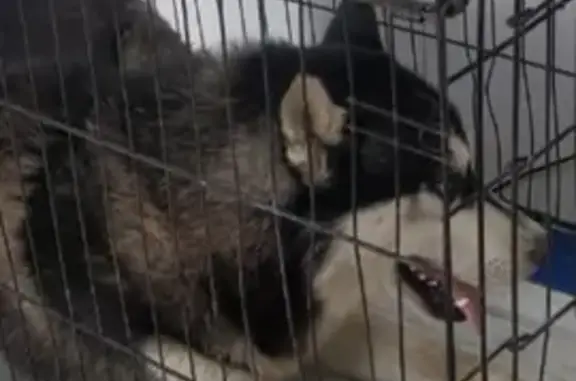 Найдена собака, Челябинск, фото: Собака найдена: пр. Ленина, Челябинск