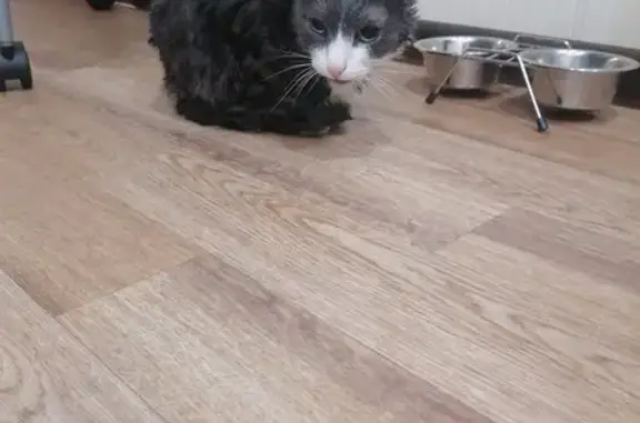 Найдена кошка, , фото: Кошка найдена: Российская ул., 42