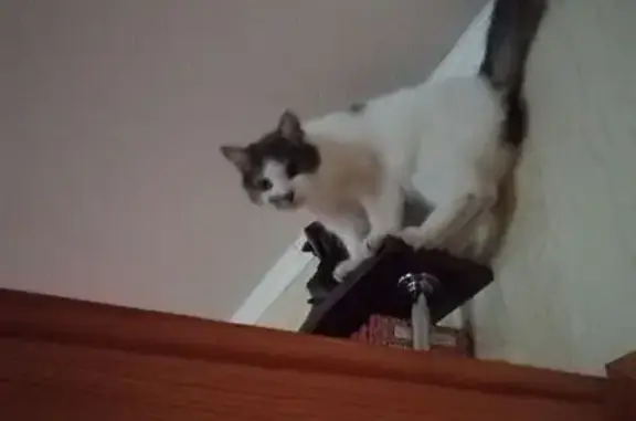 Кошки потеряшки, Рогачёв, фото: Потеряшка кошка, ул. Р. Люксембург, 38, Рогачёв