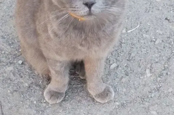 Найдена кошка, Новошахтинск, фото: Кошка найдена на Белорусской, Новошахтинск