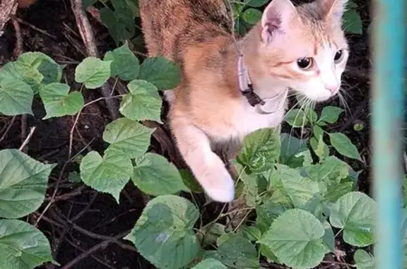 Найдена кошка, Одинцово, фото: Кошка найдена у ветклиники, Коммунистическая 6