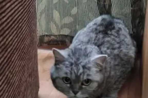 Найдена кошка, Губкинский, фото: Найдена кошка, серый окрас, Губкинский 75