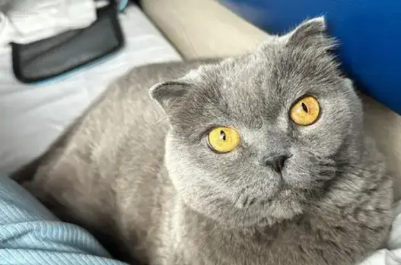 Кошки потеряшки, Казань, фото: Потеряшка кошка, ул. Побежимова 41А, Казань