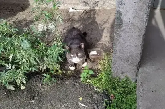 Найдена кошка, Петрозаводск, фото: Кошка найдена на бульваре Интернационалистов, 11