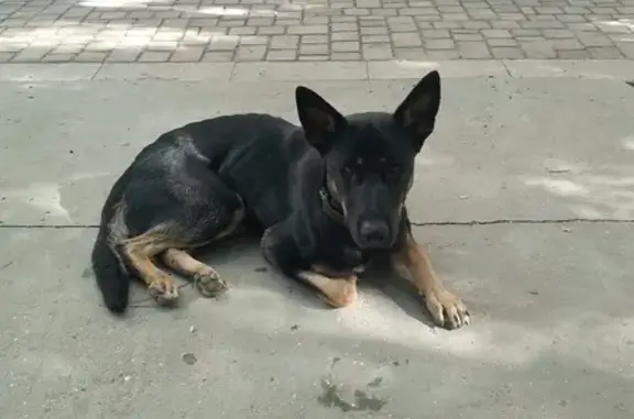 Найдена собака, Евпатория, фото: Найдена собака, ул. Токарева 120, Евпатория