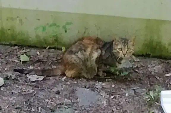 Кошка найдена, Борисовская 21, Москва