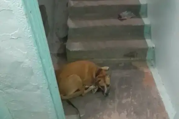 Найдена собака, Челябинск, Болейко 2