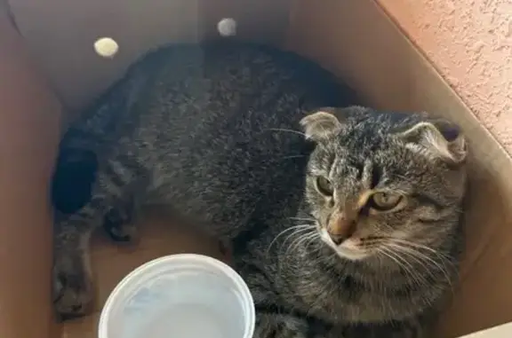 Найдена кошка, Уфа, фото: Кошка найдена на Владивостокской 1/2