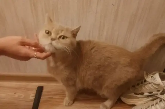 Найдена кошка, Орёл, фото: Найдена кошка, ул. Кузнецова 30к1