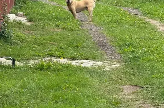 Найденные животные Костромская область, фото: Найдена собака, Апраксинское, Кострома