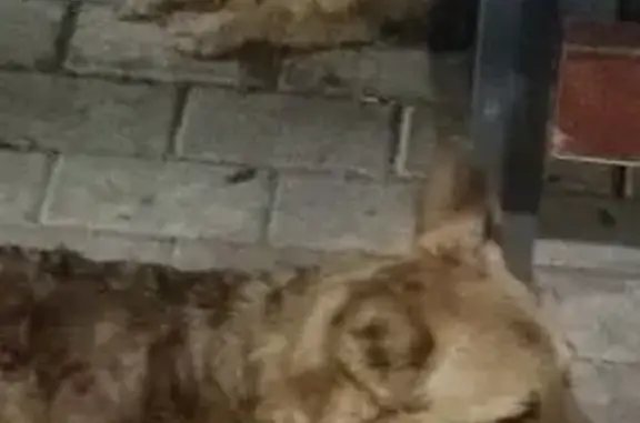 Собака найдена: Кузнецкая 48, Пермь